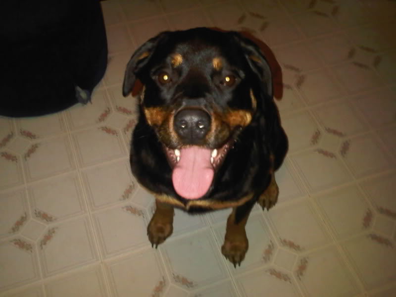 Name:  roxy.jpg
Views: 29
Size:  35.6 KB