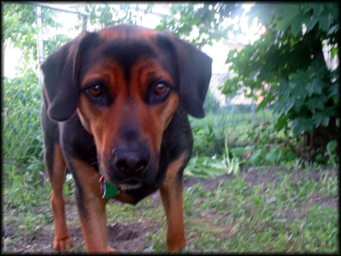 Name:  BrodyJune20081.jpg
Views: 29
Size:  73.0 KB