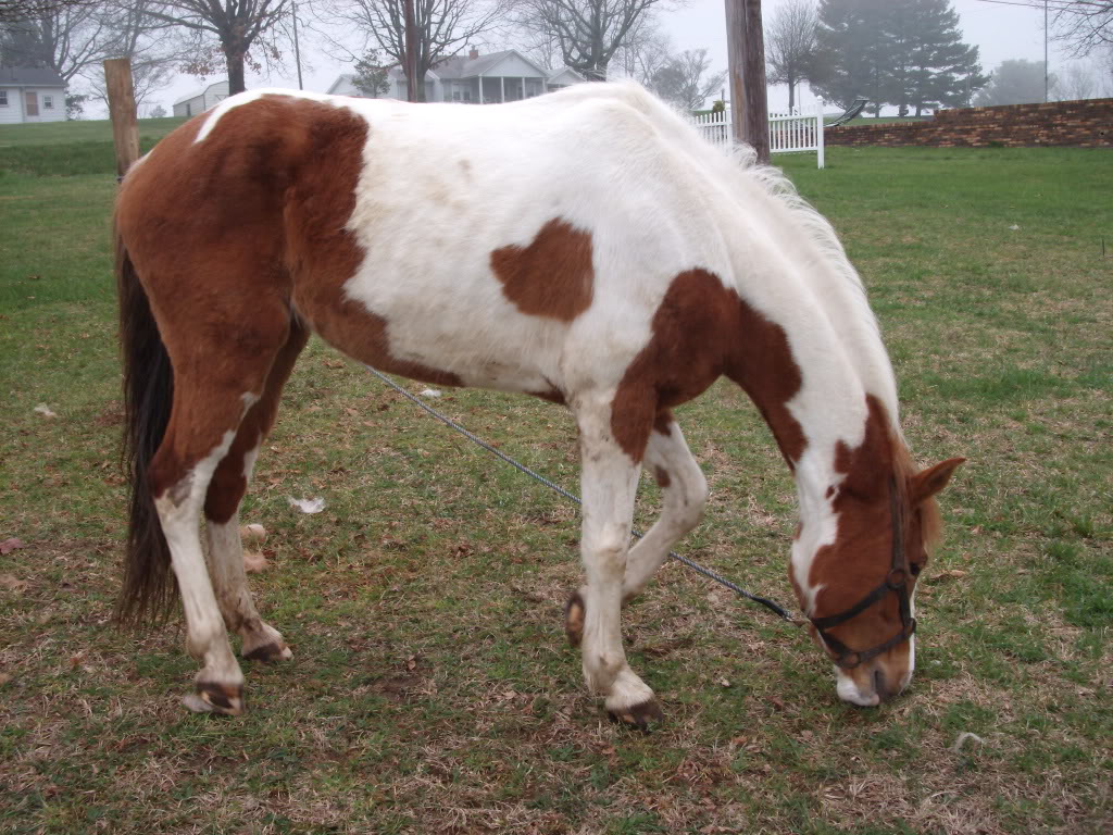 Name: dutchess04-08.jpg
Views: 37
Size: 213.2 KB