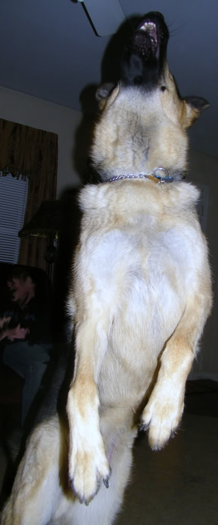Name: 000_0039.jpg
Views: 79
Size: 57.5 KB