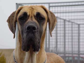 Name: great-dane1.jpg
Views: 52
Size: 11.7 KB