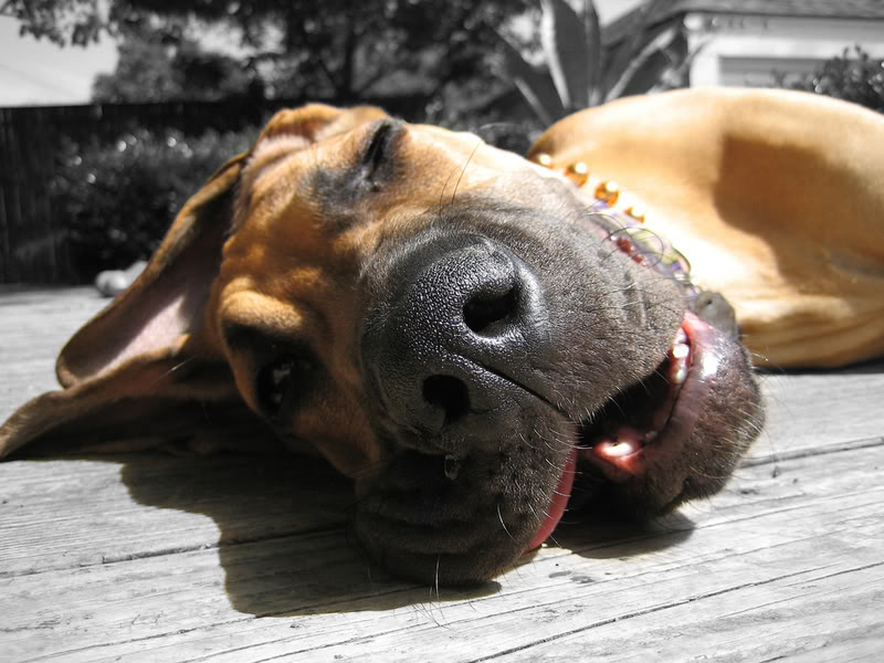 Name: greatdane.jpg
Views: 79
Size: 91.7 KB
