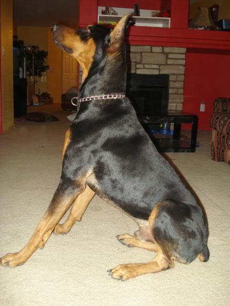 Name: doberman.jpg
Views: 48
Size: 39.1 KB