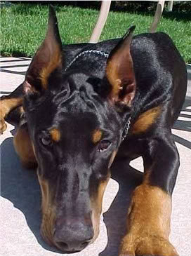Name: mason-1-1.jpg
Views: 98
Size: 32.0 KB