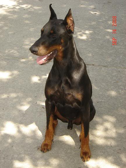 Name:  Dob.jpg
Views: 121
Size:  41.1 KB