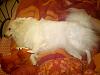  Show Off Your Pets!-chloenap.jpg