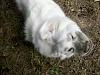  Show Off Your Pets!-chloeshake.jpg