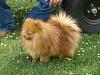  Show Off Your Pets!-kitty.jpg