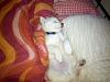  Show Off Your Pets!-lokinap.jpg