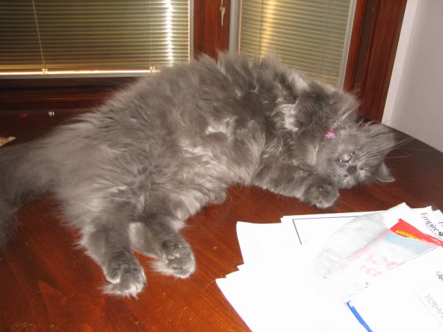 Name:  IMG_0673.jpg
Views: 45
Size:  47.3 KB