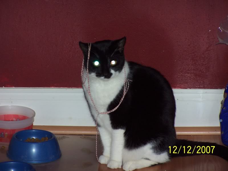 Name: Oreo1.jpg
Views: 75
Size: 46.4 KB