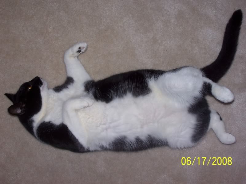 Name: Oreo3.jpg
Views: 59
Size: 52.4 KB