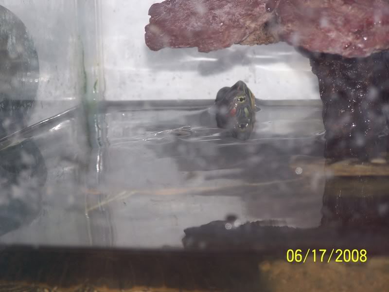 Name: Tutle3.jpg
Views: 58
Size: 43.4 KB