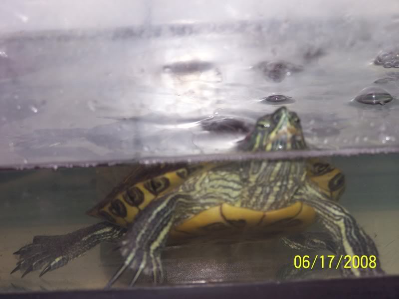 Name: Tutle2.jpg
Views: 61
Size: 40.1 KB