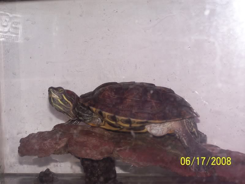 Name:  Turtle1.jpg
Views: 52
Size:  42.4 KB