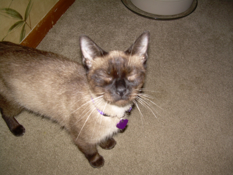 Name:  lily001-1.png
Views: 131
Size:  790.3 KB