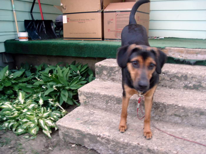 Name:  Brody05-21-071.jpg
Views: 139
Size:  79.5 KB