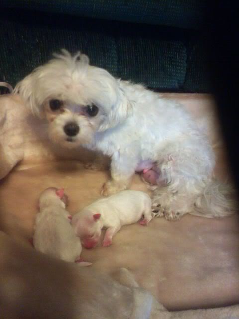 Name:  pups-3.jpg
Views: 35
Size:  26.7 KB