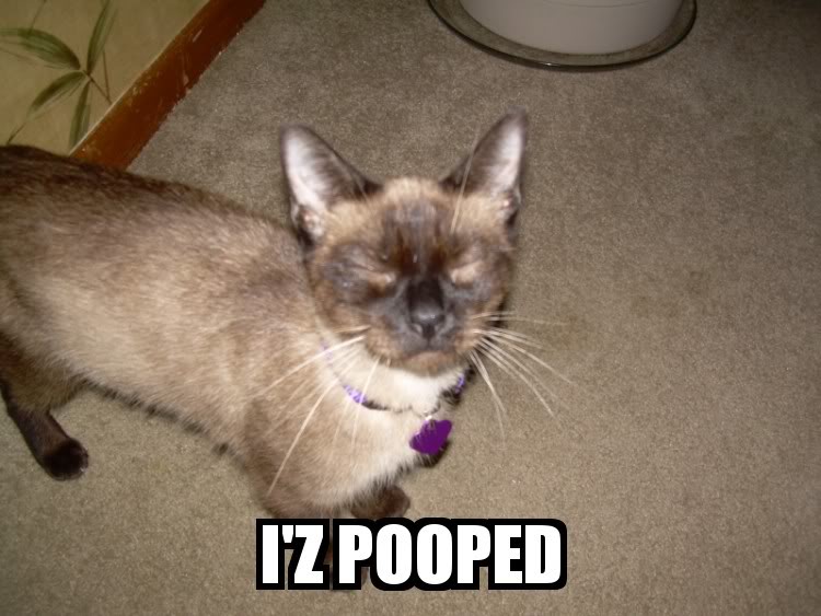 Name:  lolcat9969664.jpg
Views: 38
Size:  66.6 KB