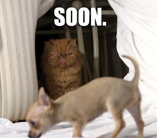 Name:  soon.jpg
Views: 34
Size:  26.3 KB
