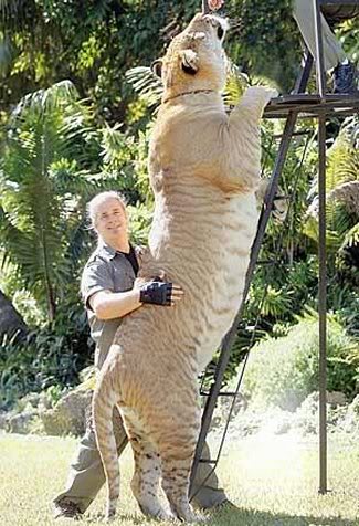 Name:  liger.jpg
Views: 60
Size:  52.4 KB