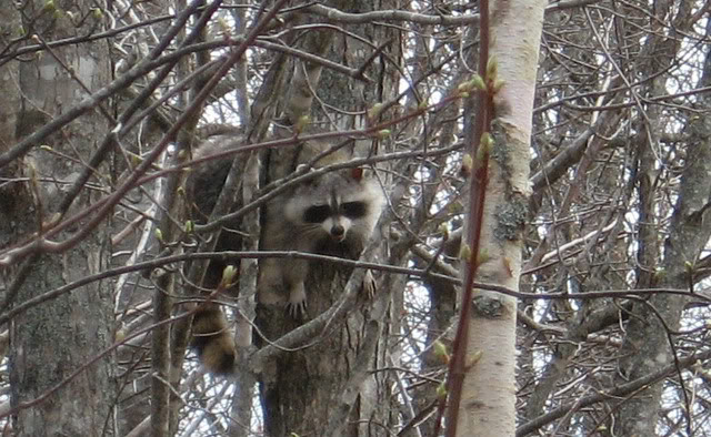 Name:  racooncopy.jpg
Views: 34
Size:  90.9 KB