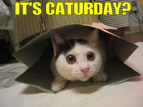 Name:  caturday.png
Views: 13
Size:  209.0 KB