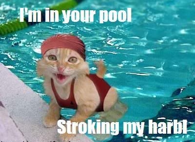 Name:  catpool.jpg
Views: 13
Size:  24.4 KB