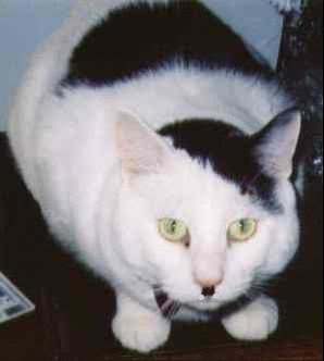 Name: Kitler.jpg
Views: 41
Size: 8.0 KB