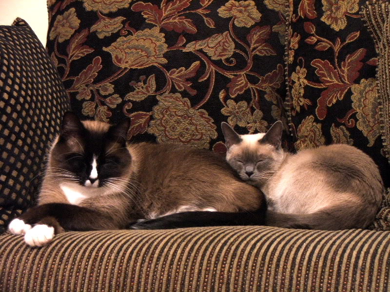 Name:  Cats.jpg
Views: 108
Size:  183.5 KB