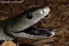 Blackmamba's Avatar