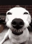 K9cop's Avatar