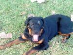 Rotty37's Avatar